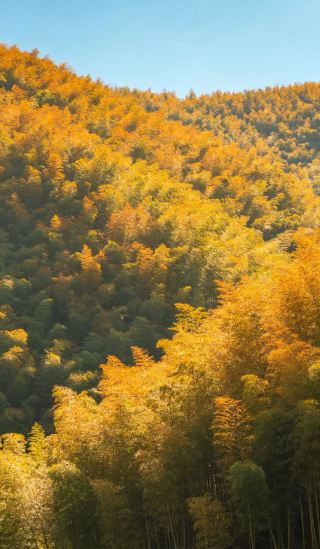 A Forest-Style Healing Journey Through Ten Thousand Acres of Bamboo Forest