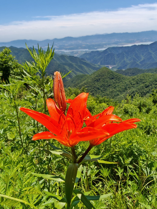 海坨南梁｜草原に隠された赤い花、雲の上の風の尾根に咲く高山紅百合