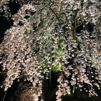 世界遺産【京都二条城桜まつり2023】素敵な桜のライトアップ✨