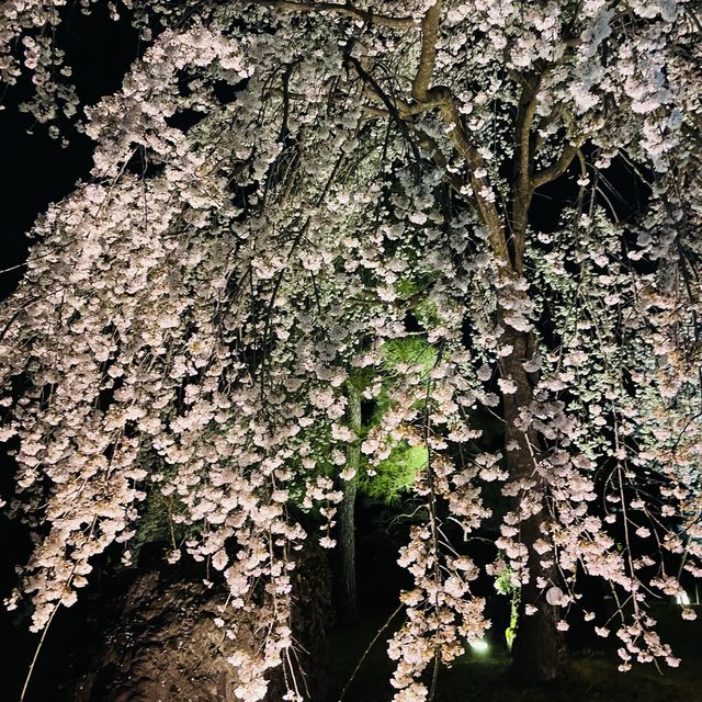 世界遺産【京都二条城桜まつり2023】素敵な桜のライトアップ✨