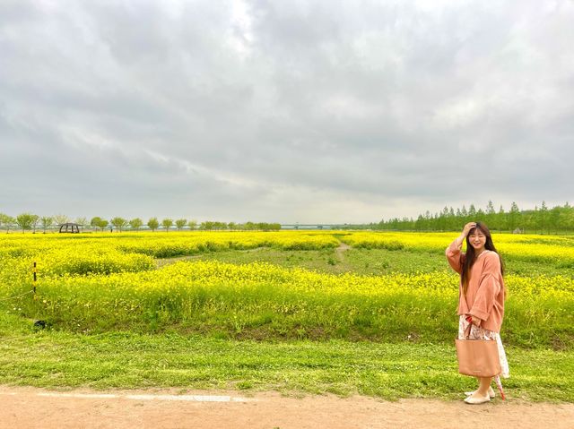 부산 유채꽃은 여기가 최고인듯 ✨