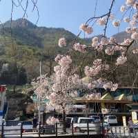 대전 근교 벚꽃 축제 계룡산국립공원