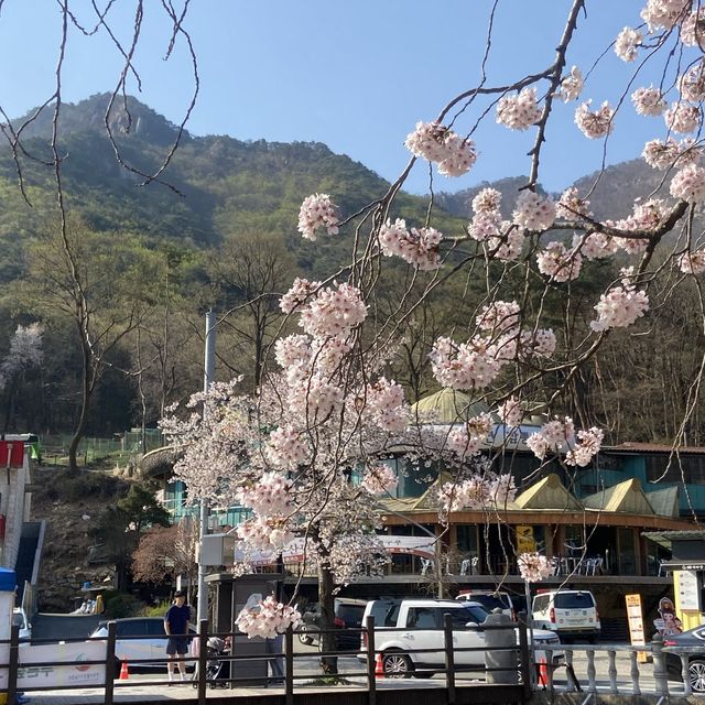 대전 근교 벚꽃 축제 계룡산국립공원
