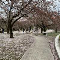 新瀉白山公園 白山神社