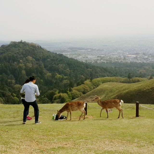 若草山⛰️多重目景致