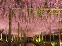 【岐阜】百花繚乱の藤！天王川公園をご紹介