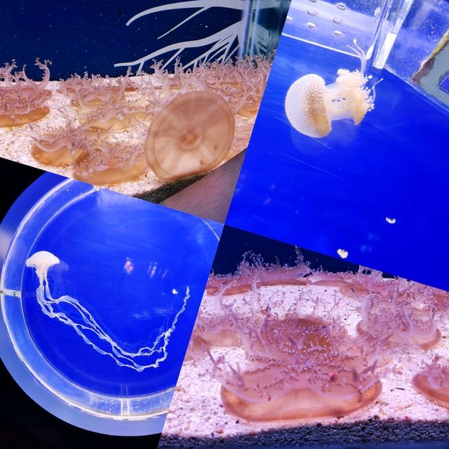 Educational Trip to Underwater World Langkawi 