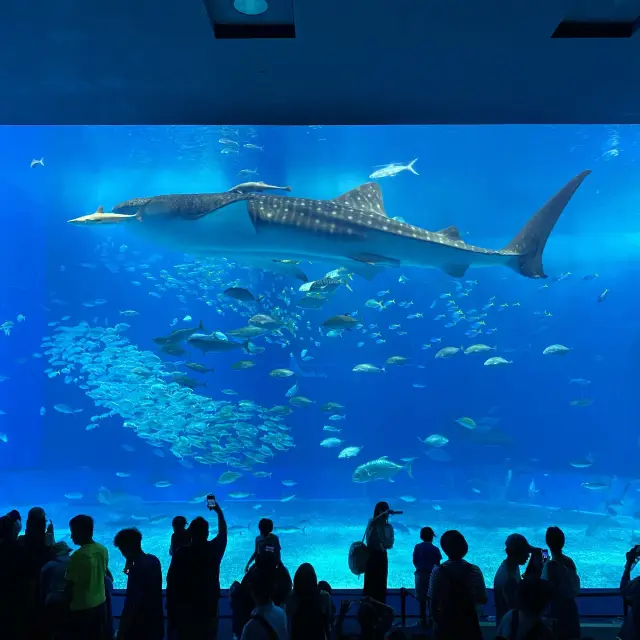 沖縄本島・本部「美ら海水族館」ジンベエザメの優雅な泳ぎを見れる水族館
