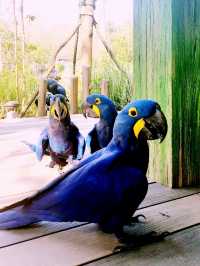 Mandai's Feathered Sanctuary - Bird Paradise