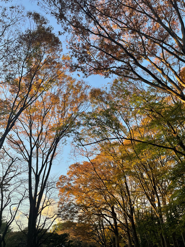 Embrace the autumn leaves in yoyogi park