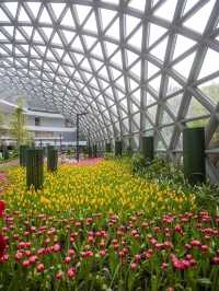 Miracle of Natural..ดอกทิวลิปบานที่ระยอง