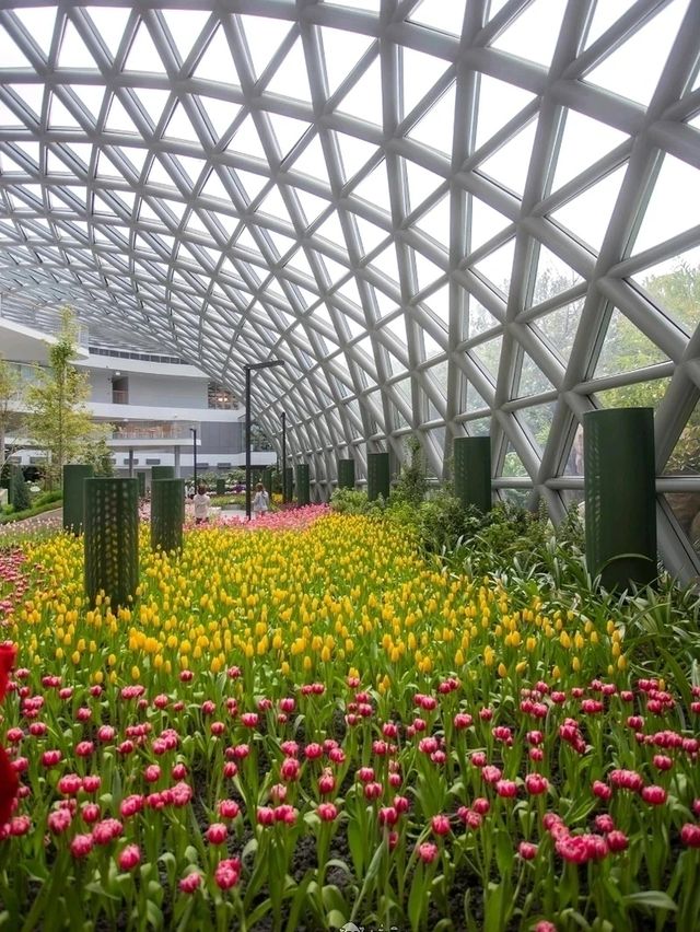 Miracle of Natural..ดอกทิวลิปบานที่ระยอง