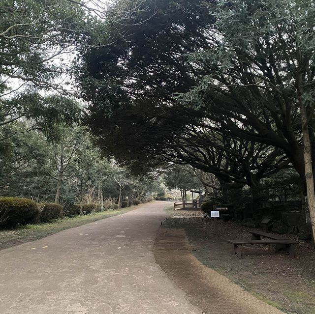 영화 “아바타”가 생각나는 거대한 숲, 비자림 🌳