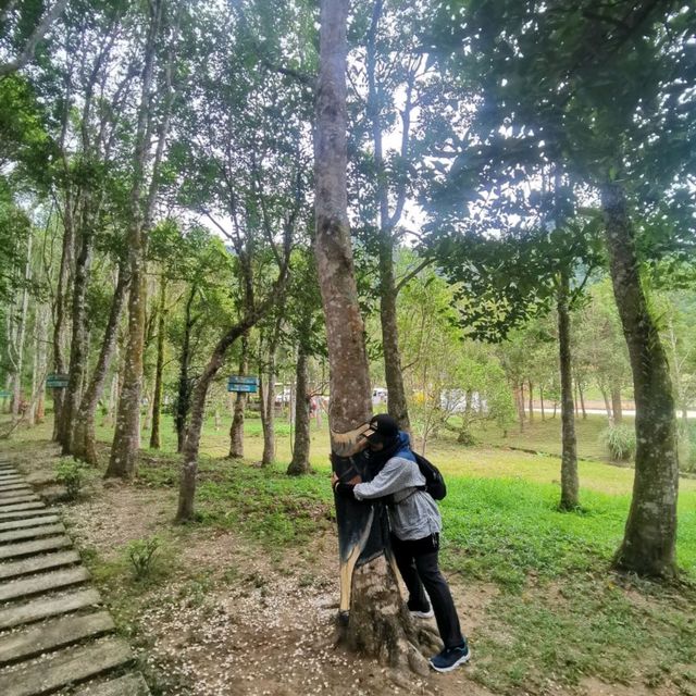 Gaharu Tea Valley in Gopeng