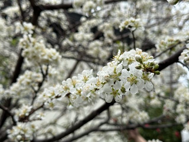 本地遊 | 天水圍 | 天水圍公園繡球花海加龍園李花