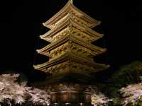 【京都市】五重塔と桜の饗宴🌸