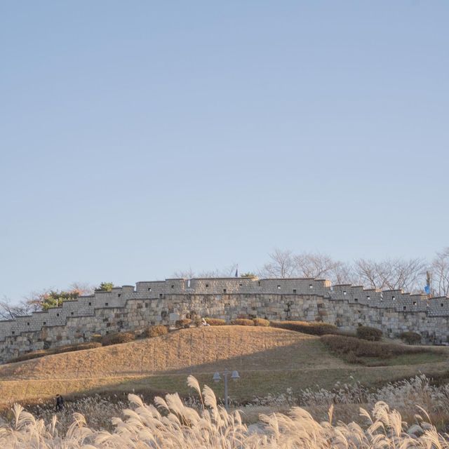 수원 방화수류정 근처에 있는 억새포토존 🌾✨