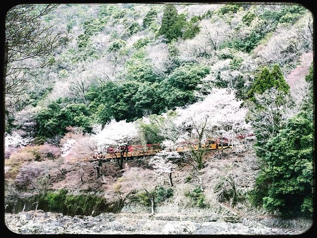 🌸Blooming Sakura in Arashiyama Station🌸