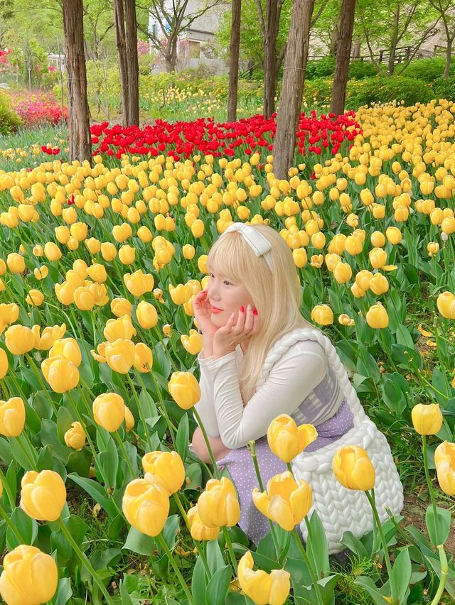 알록달록 너무 예쁜 튤립 스팟🌷