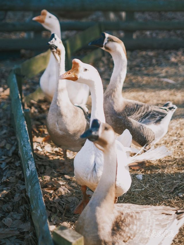 日本九州 | 阿蘇市里一個隱世的治癒系動物園~