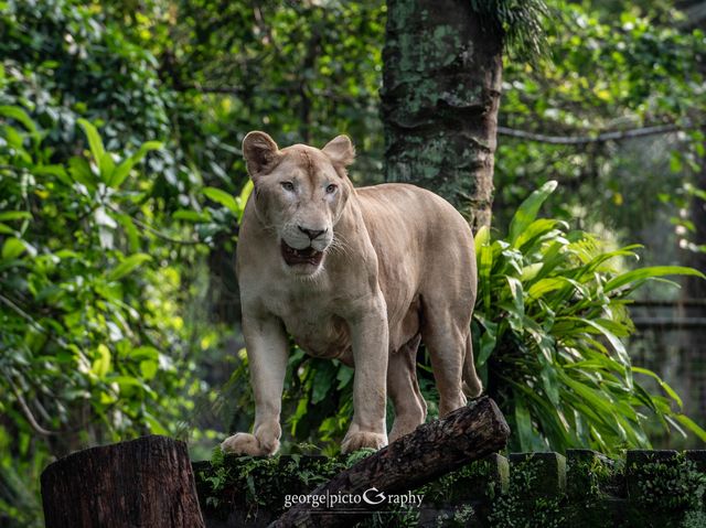 Zoo Negara@Kuala Lumpur, Malaysia