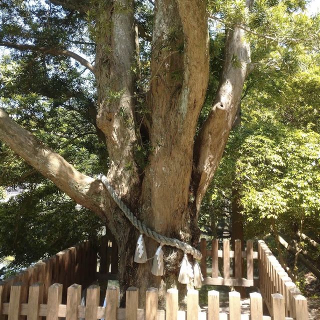 【千葉観光】館山神社巡り✨