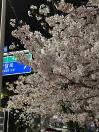 경기도 벚꽃 명소!🌸 핑크 한가득 안양천💐🌼