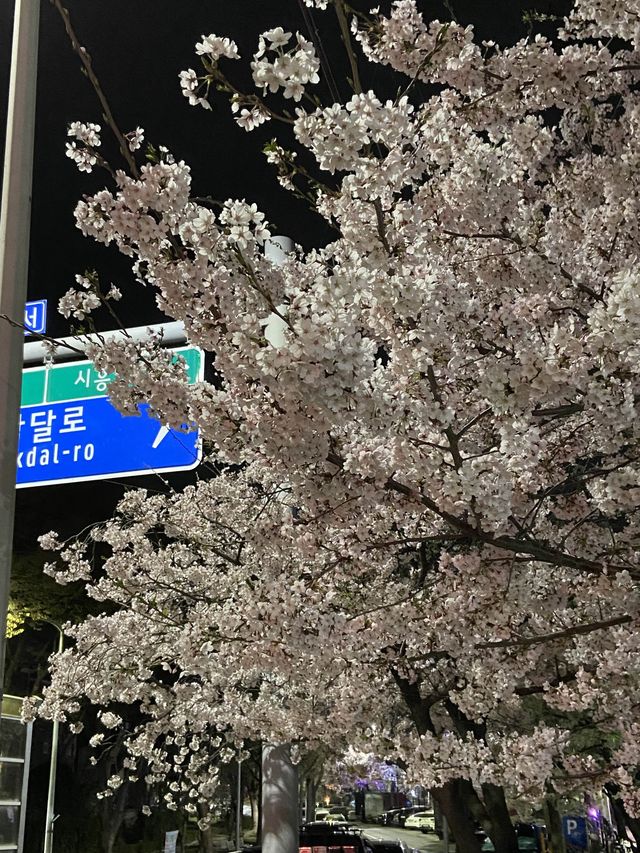 경기도 벚꽃 명소!🌸 핑크 한가득 안양천💐🌼