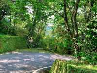 桃園東眼山國家森林公園｜美到極點的自導式步道🌳