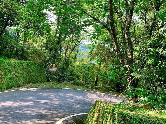 桃園東眼山國家森林公園｜美到極點的自導式步道🌳