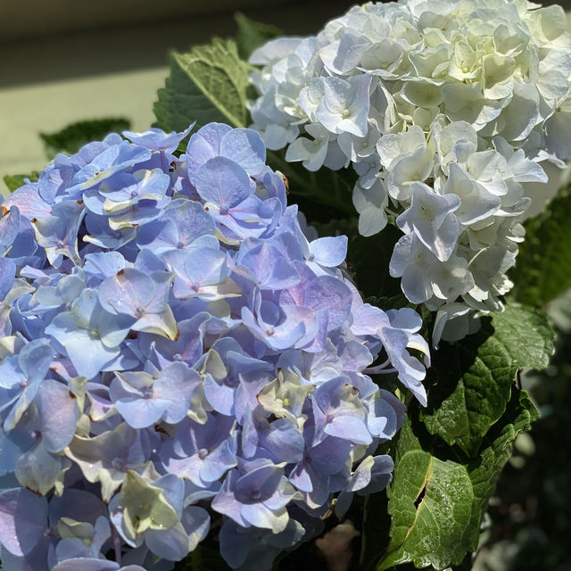 香港人都百「逛」不厭的花墟
