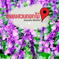 ไปถ่ายรูปกลางทุ่งดอกไม้ ยิ่งยงสวนดอกไม้  ม่อนแจ่ม 