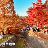 2023河口湖紅葉一個人旅行