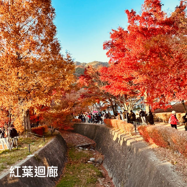 2023河口湖紅葉一個人旅行