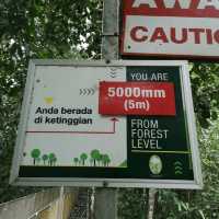 TREE TOP WALK