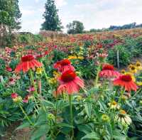 สวนดอกไม้เชียงใหม่ I Love Flower Farm