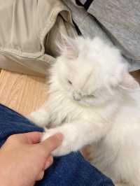 ⭐️貓貓Cafe竟然有豬仲有狗？🐱🐷🐶