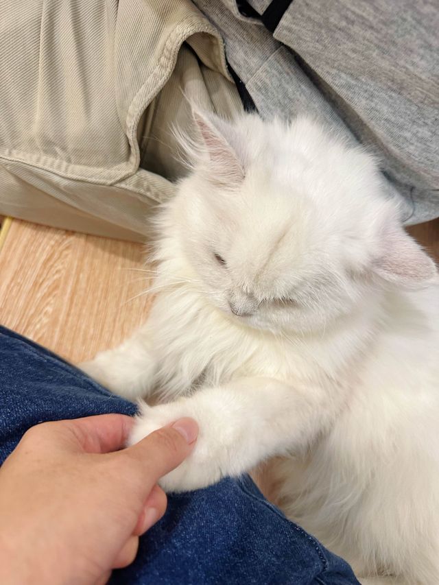 ⭐️貓貓Cafe竟然有豬仲有狗？🐱🐷🐶