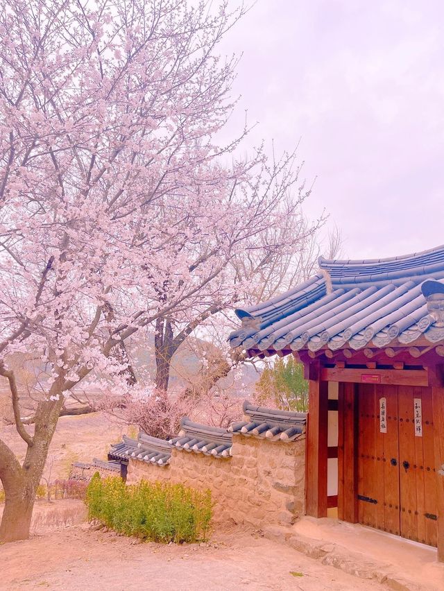 고택과 어우러져 더 아름다운 밀양 매화 명소 ✨