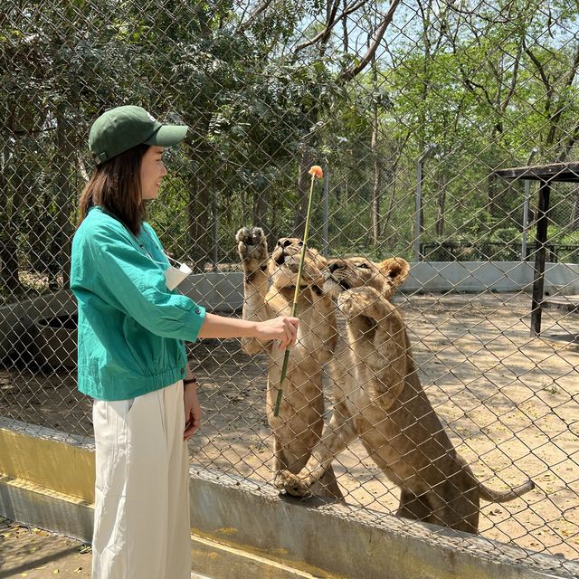 ซาฟารีปาร์ค กาญจนบุรี 🦒🦓🐘🐅🐆🦁🦌🐪