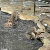 Snow monkey park in Nagano