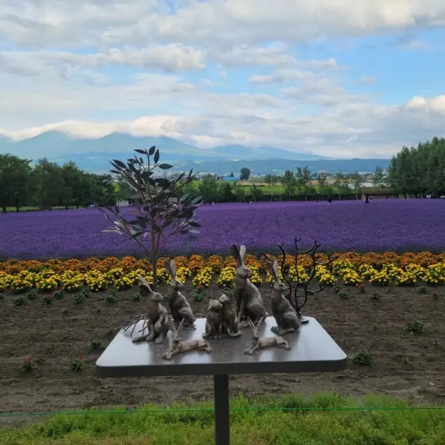 【北海道】ラベンダー畑