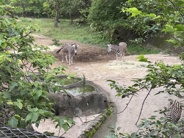 📍台灣木柵動物園 #世界前十大都市型的動物園之一