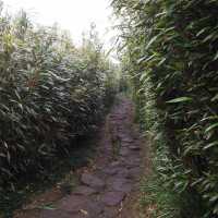 Yangmingshan: Lengshuikeng>>xiaoyoukeng trail
