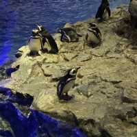 水母主打～墨田水族館