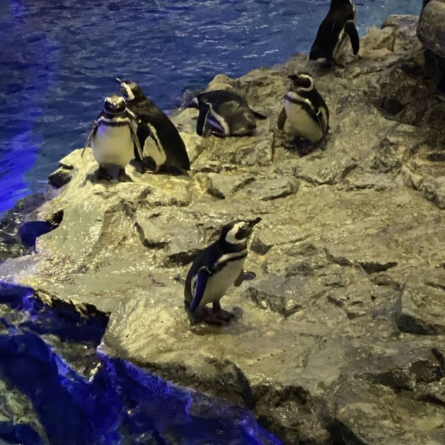 水母主打～墨田水族館