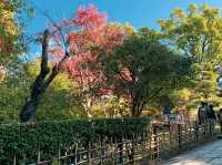 เที่ยวคนเดียว ใบไม้เปลี่ยนสี เกียวโต🍁🍁