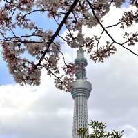淺草、隅田公園🌸、晴空塔散策