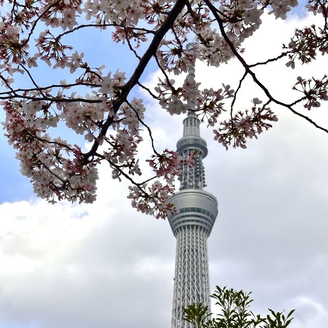 淺草、隅田公園🌸、晴空塔散策