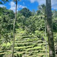 Wonderful rice terraces in Bali